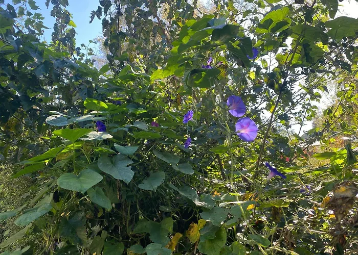 La Casita Azul, Tanti